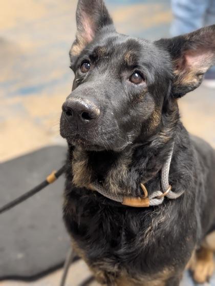 Enlarge Dexter, an adopted mixed breed in Inverness, FL image 1/2