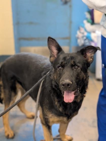 Enlarge Dexter, an adopted mixed breed in Inverness, FL image 2/2