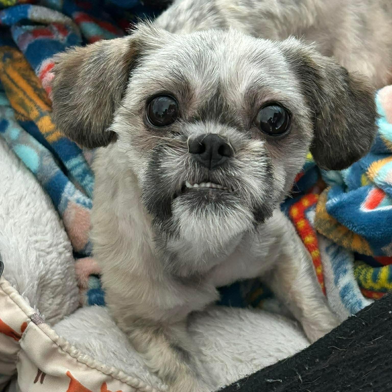 Cecilia, an adopted mixed breed in East Hartford, CT image 6/6