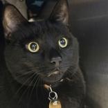 Marci, ADOPTABLE, Adult Female Domestic Short Hair.