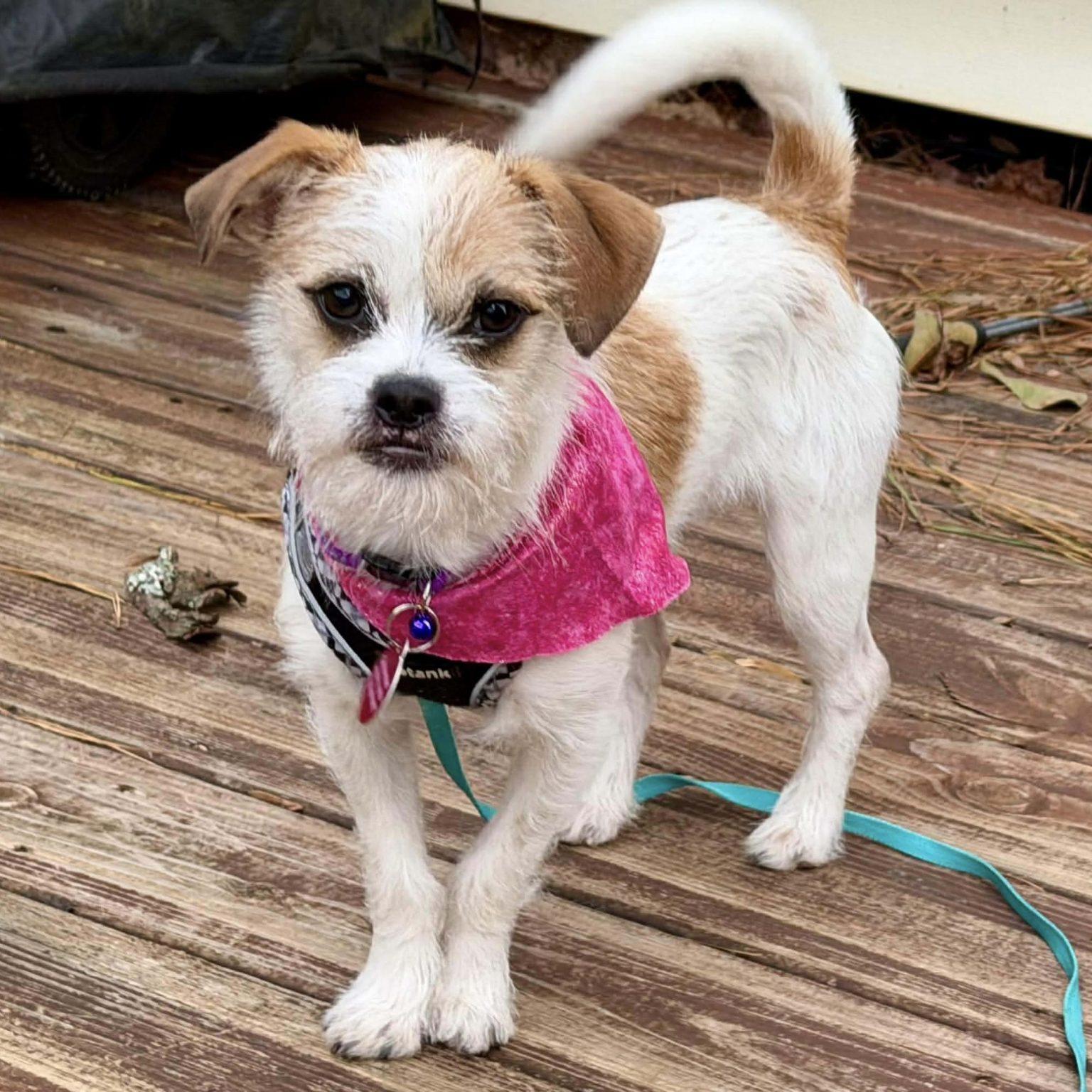 Biscuit, Adoptable, Young Female Jack Russell Terrier.