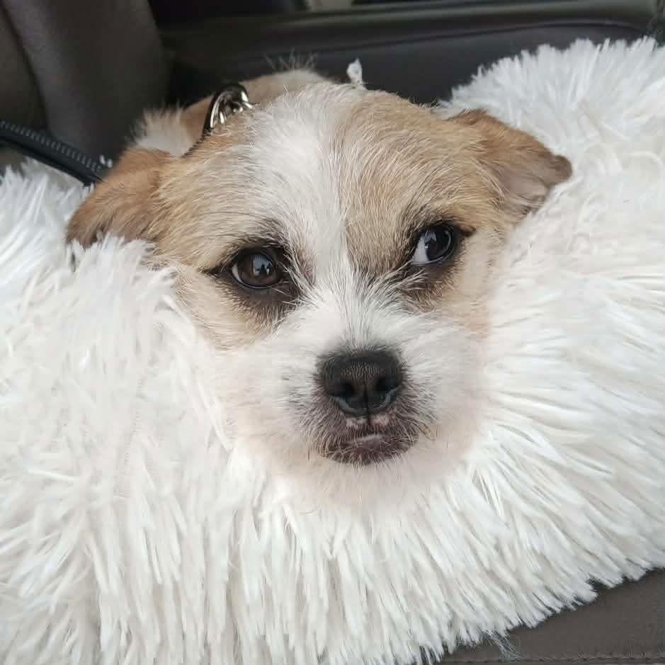 Enlarge Biscuit, a Adoptable Jack Russell Terrier in Hillsborough , NC image 2/3