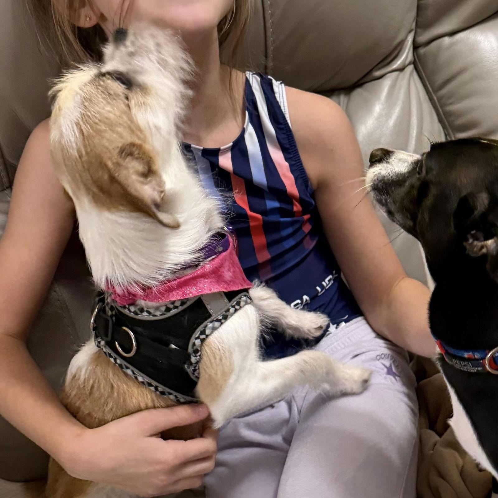 Enlarge Biscuit, a Adoptable Jack Russell Terrier in Hillsborough , NC image 3/3