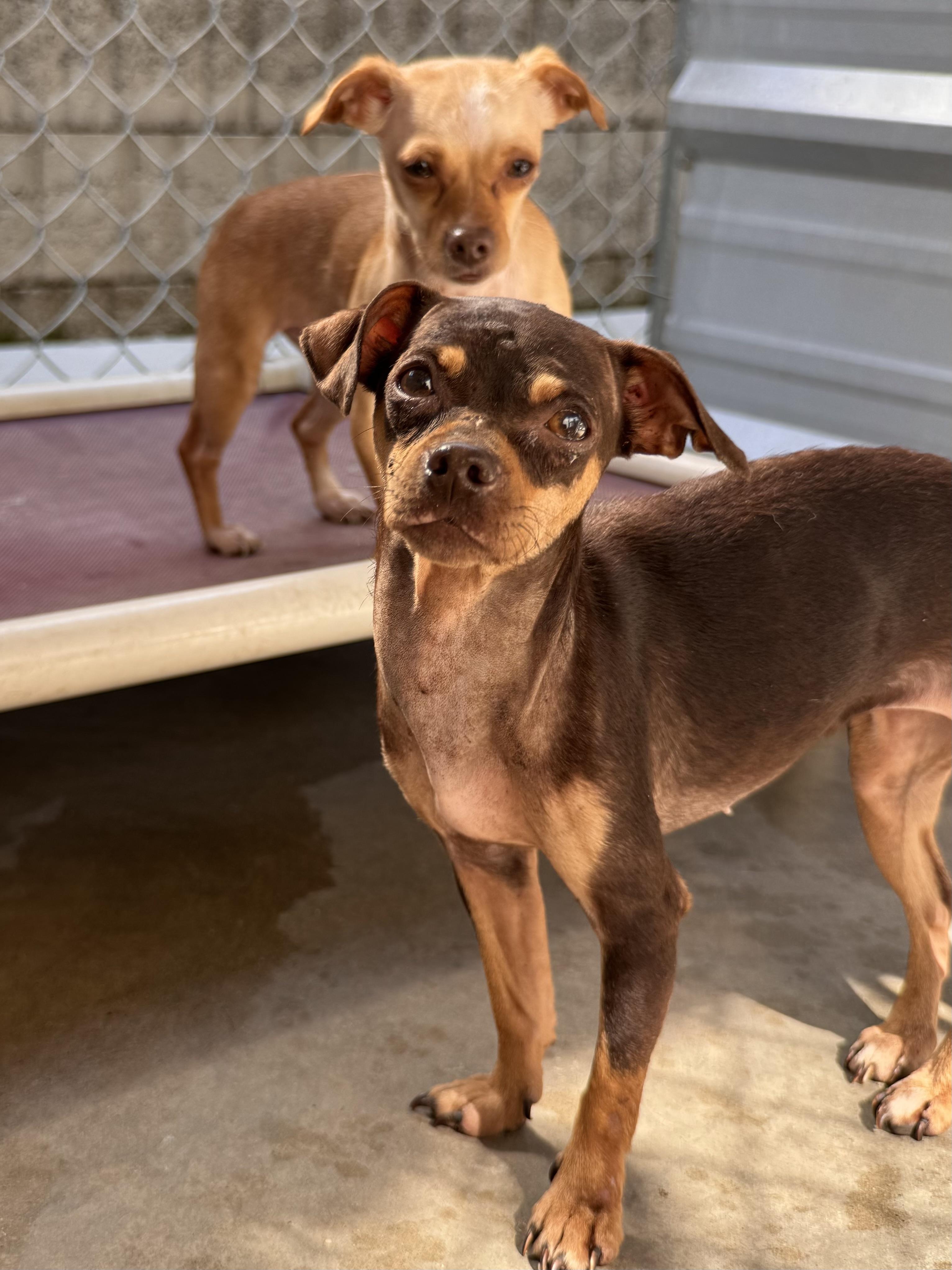 LILLY & TINA, a Adoptable mixed breed in Fresno, CA image 3/6