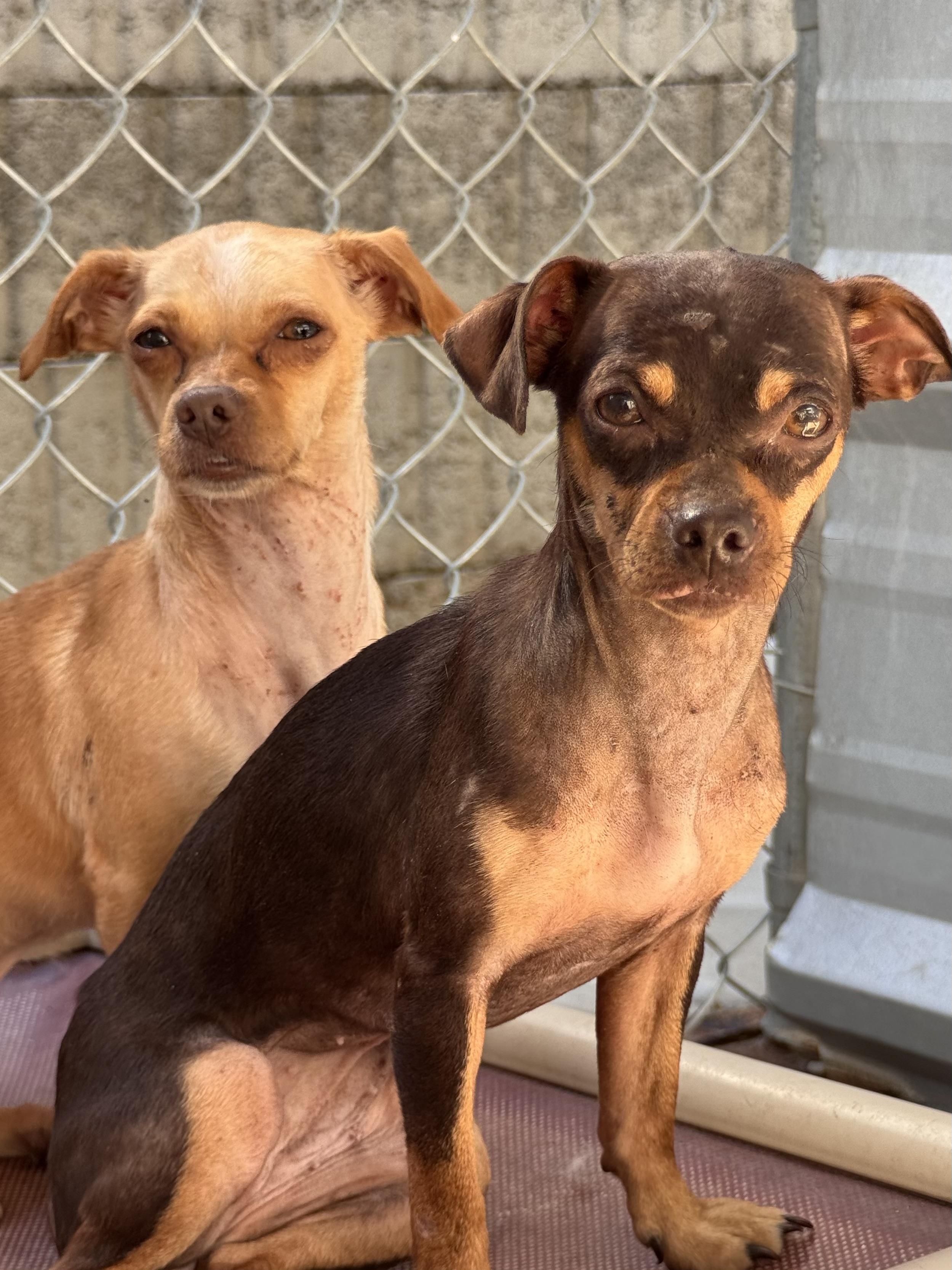 LILLY & TINA, a Adoptable mixed breed in Fresno, CA image 5/6