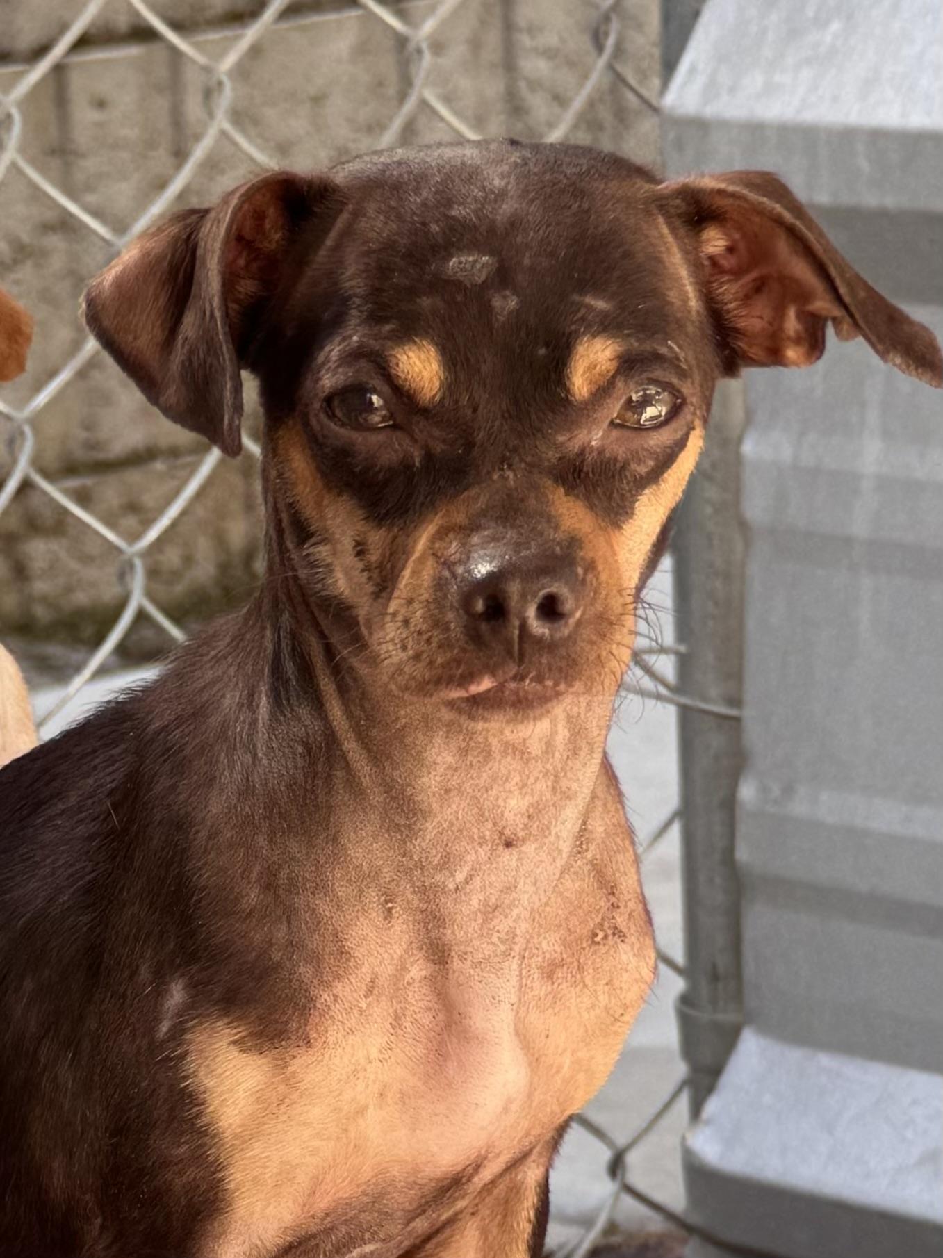 LILLY & TINA, a Adoptable mixed breed in Fresno, CA image 6/6