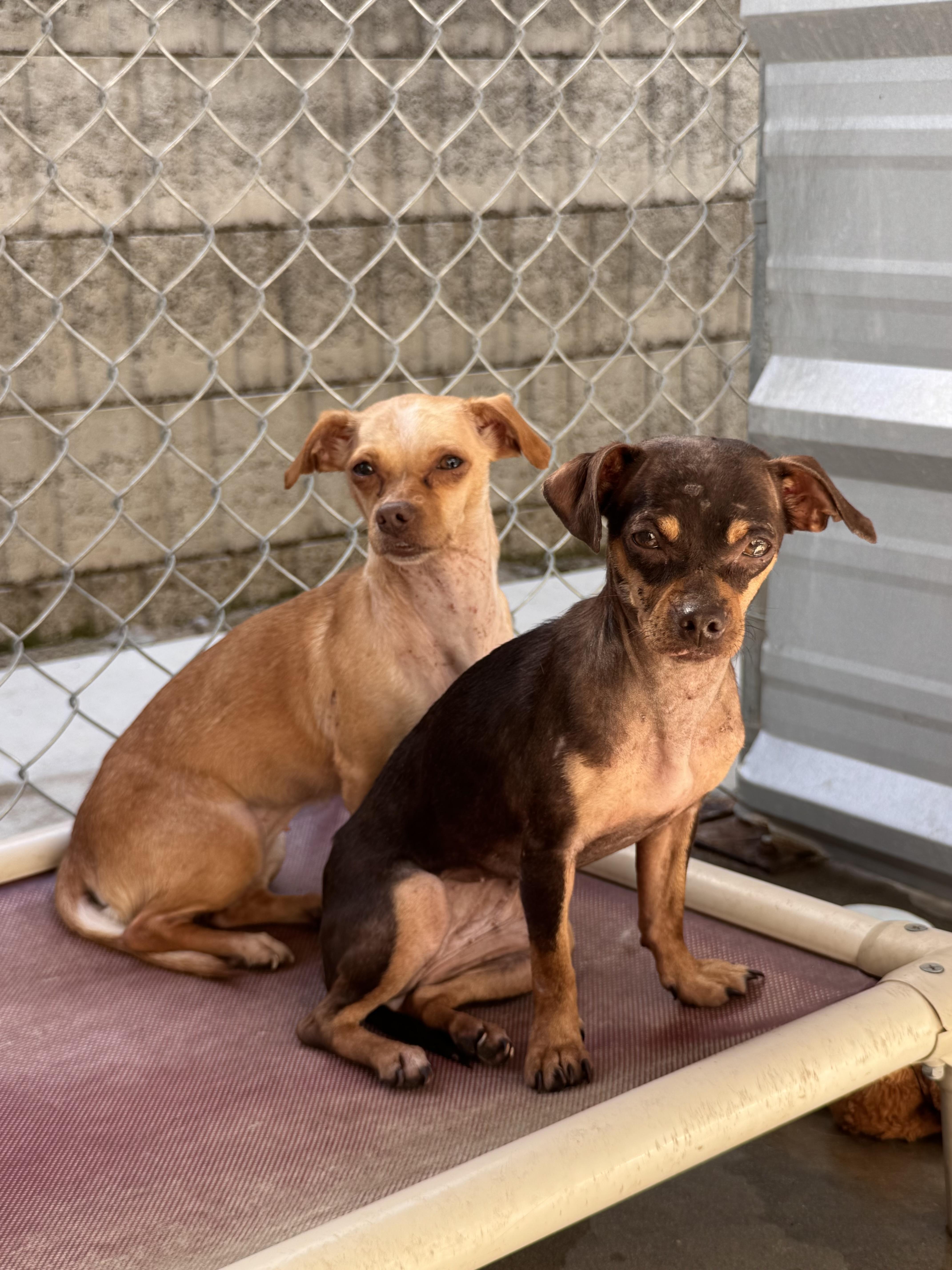 LILLY & TINA, a Adoptable mixed breed in Fresno, CA image 2/6