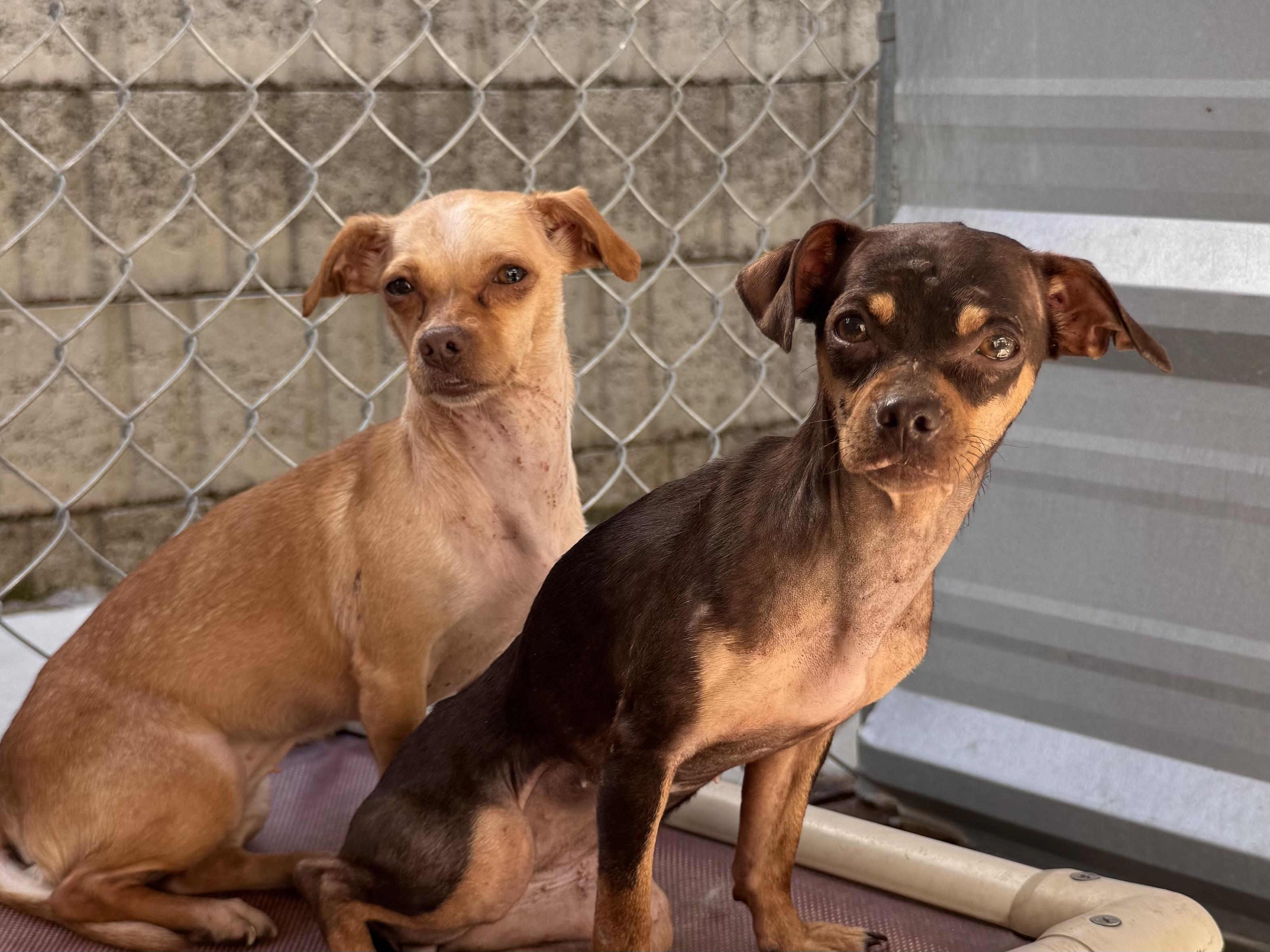 LILLY & TINA, Adoptable, Adult Female Chihuahua.