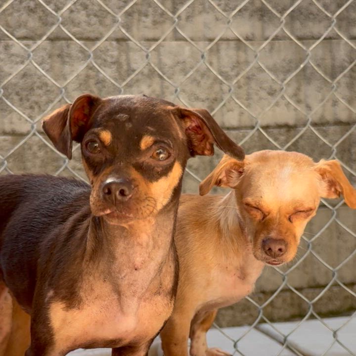 Enlarge LILLY & TINA, a Adoptable mixed breed in Fresno, CA video 4/6
