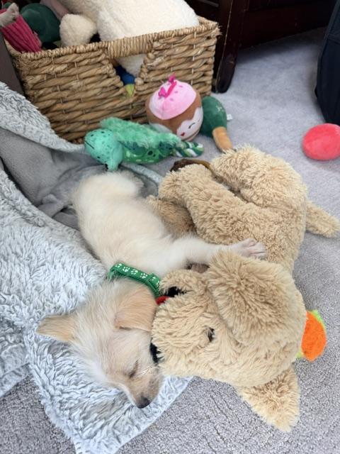 Enlarge Oliver , an adopted mixed breed in Kirkland , WA image 3/3