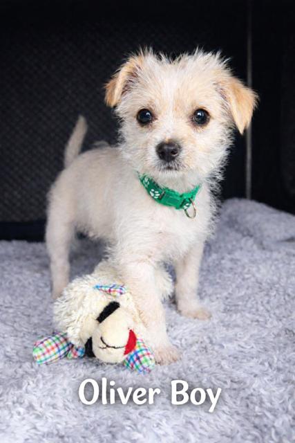 Enlarge Oliver , an adopted mixed breed in Kirkland , WA image 1/3