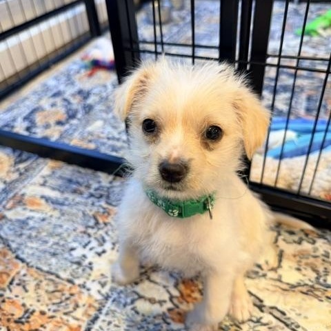 Enlarge Oliver , an adopted mixed breed in Kirkland , WA image 2/3