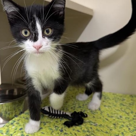 Sloan, ADOPTABLE, Kitten Male Domestic Short Hair.