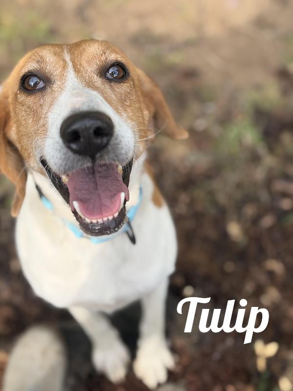 Tulip, Adoptable, Adult Female Treeing Walker Coonhound.