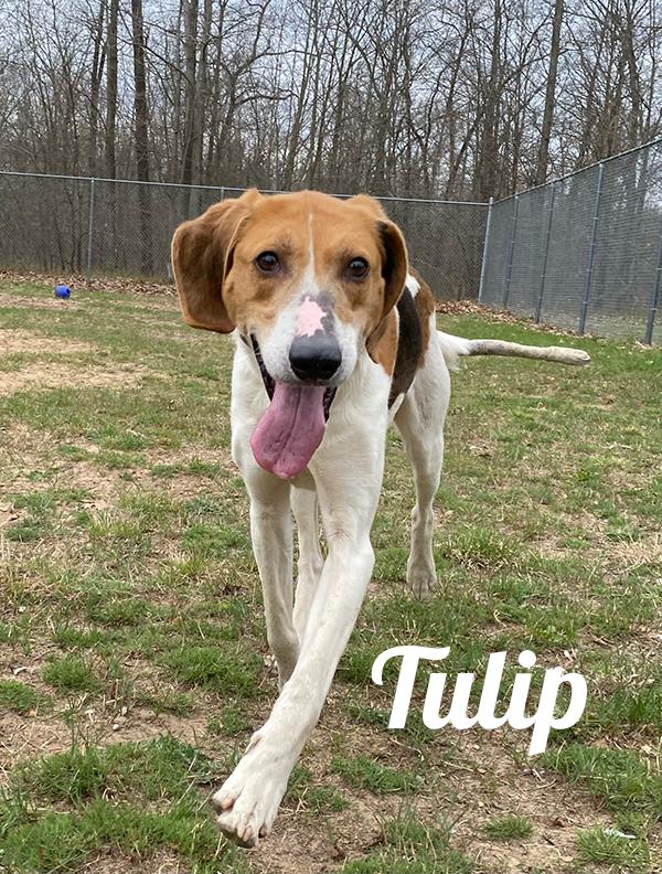 Enlarge Tulip, a ADOPTABLE Treeing Walker Coonhound in Manistee, MI image 1/2
