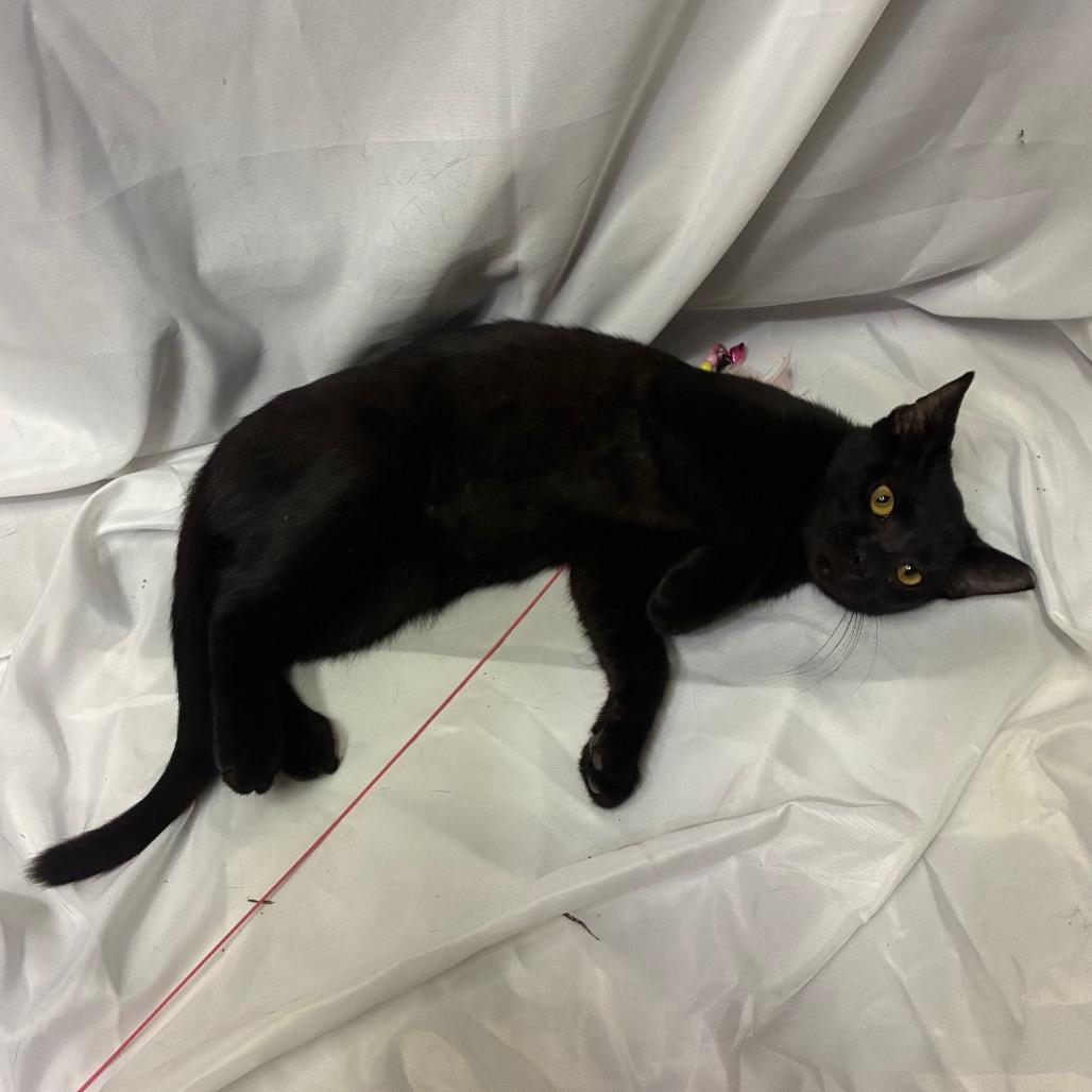 Enlarge Adeline, a Adoptable Domestic Short Hair in Folsom, LA image 1/2