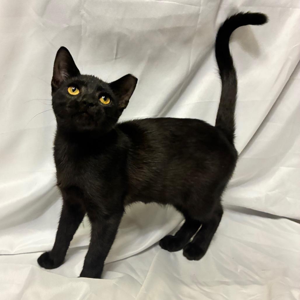 Enlarge Adeline, a Adoptable Domestic Short Hair in Folsom, LA image 2/2