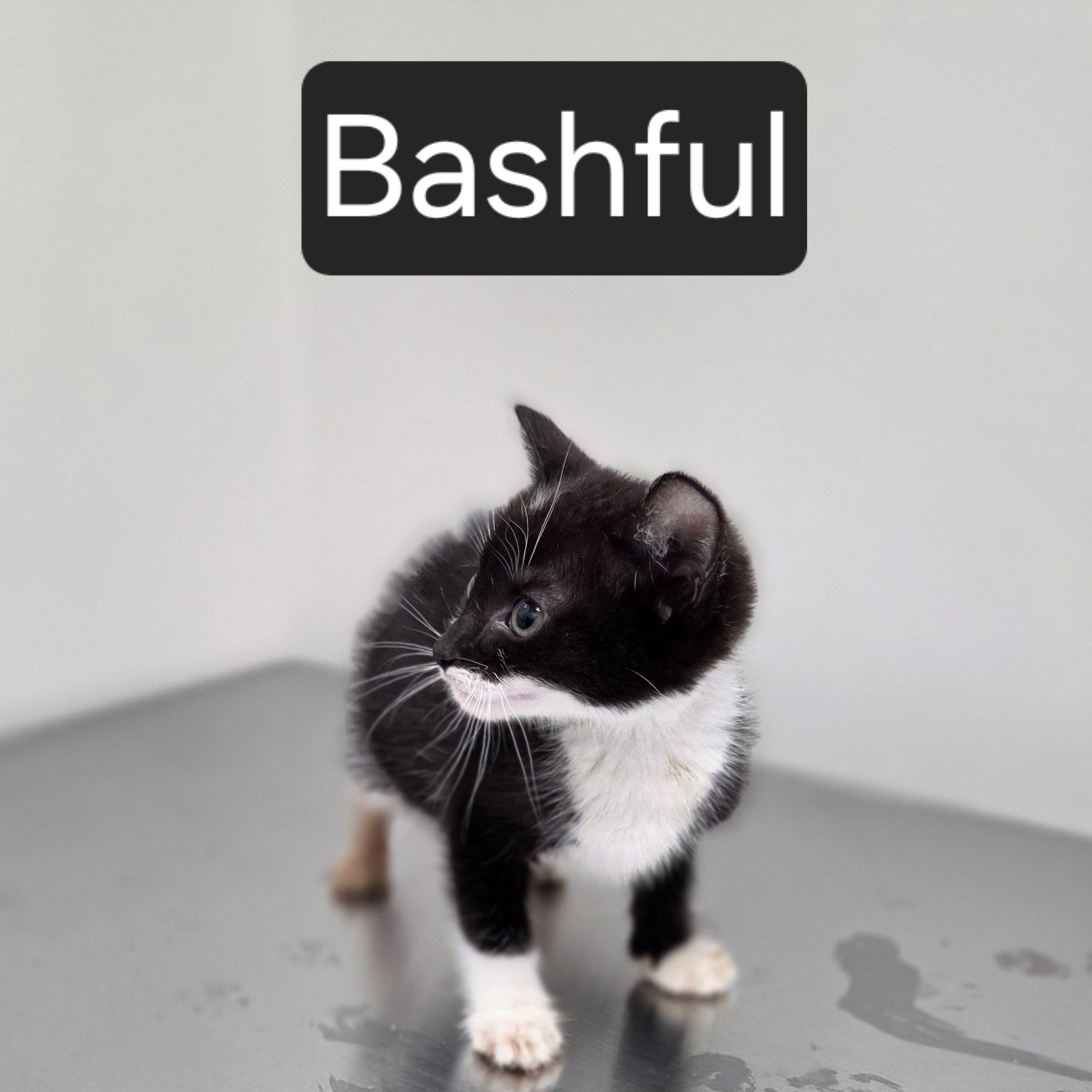 Bashful, ADOPTABLE, Kitten Female Domestic Short Hair.