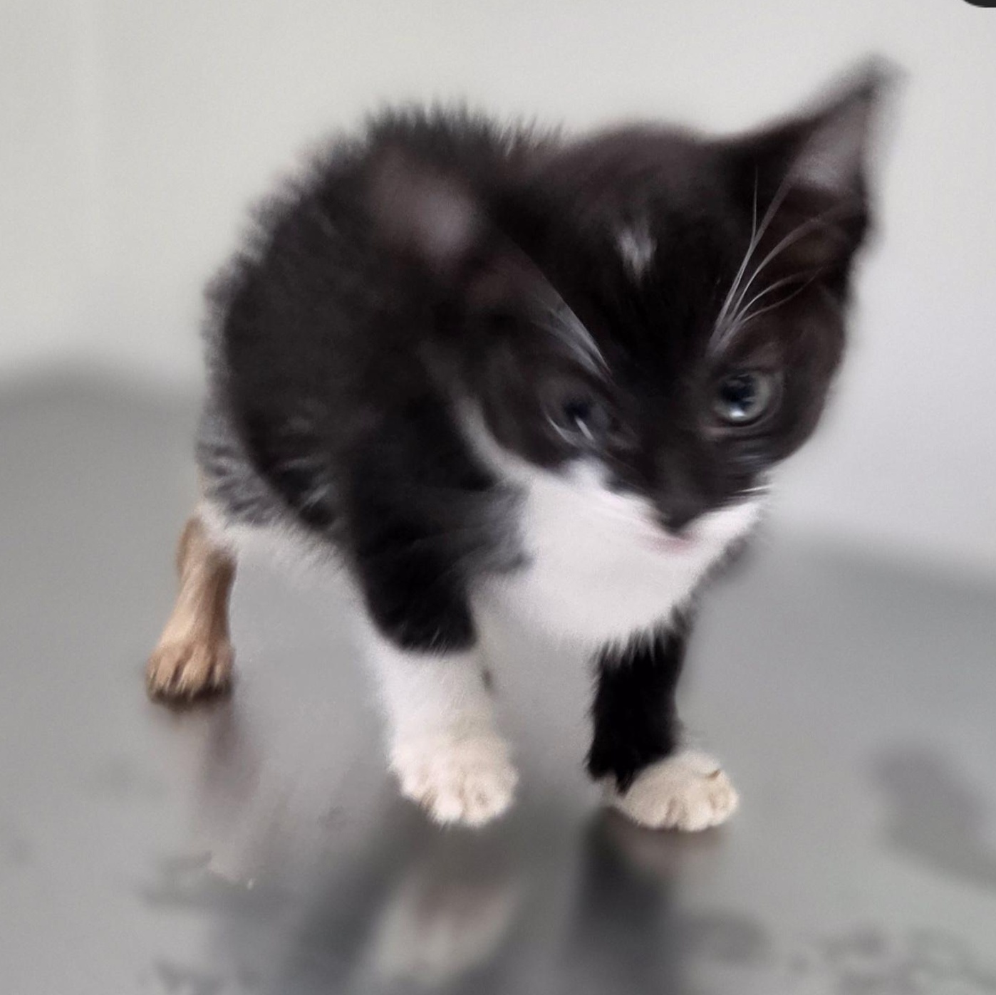 Enlarge Bashful, a ADOPTABLE Domestic Short Hair in SNOW HILL, NC image 2/2