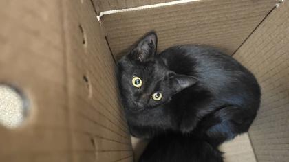 Enlarge Dusky, a Adoptable mixed breed in Wichita, KS image 1/2