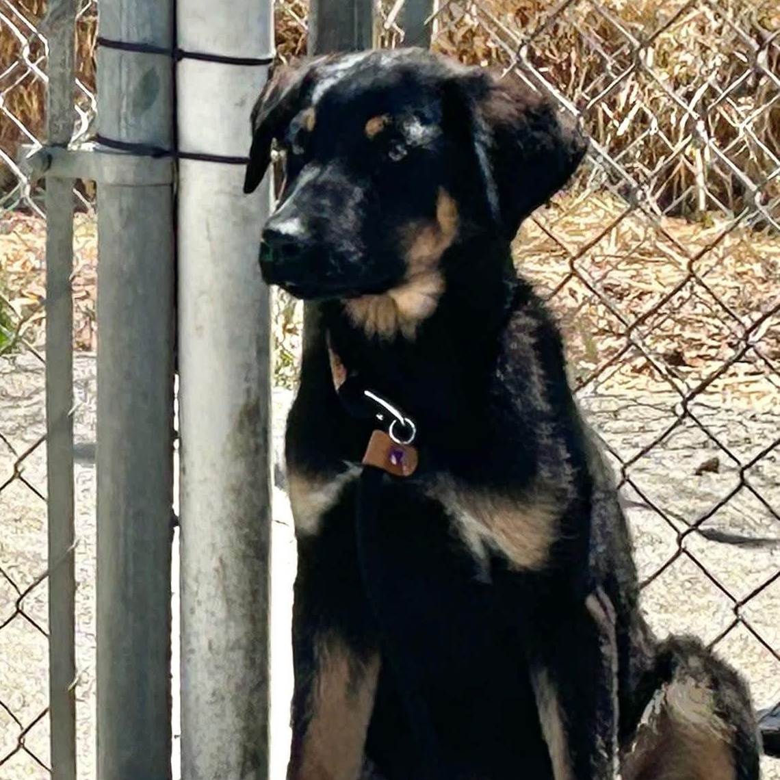 Gecko, a Adoptable mixed breed image 3/5