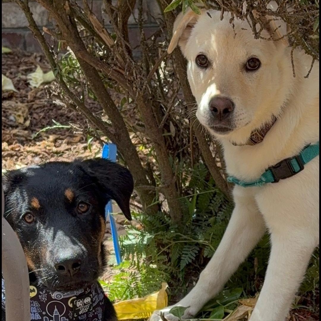 Gecko, a Adoptable mixed breed image 4/5