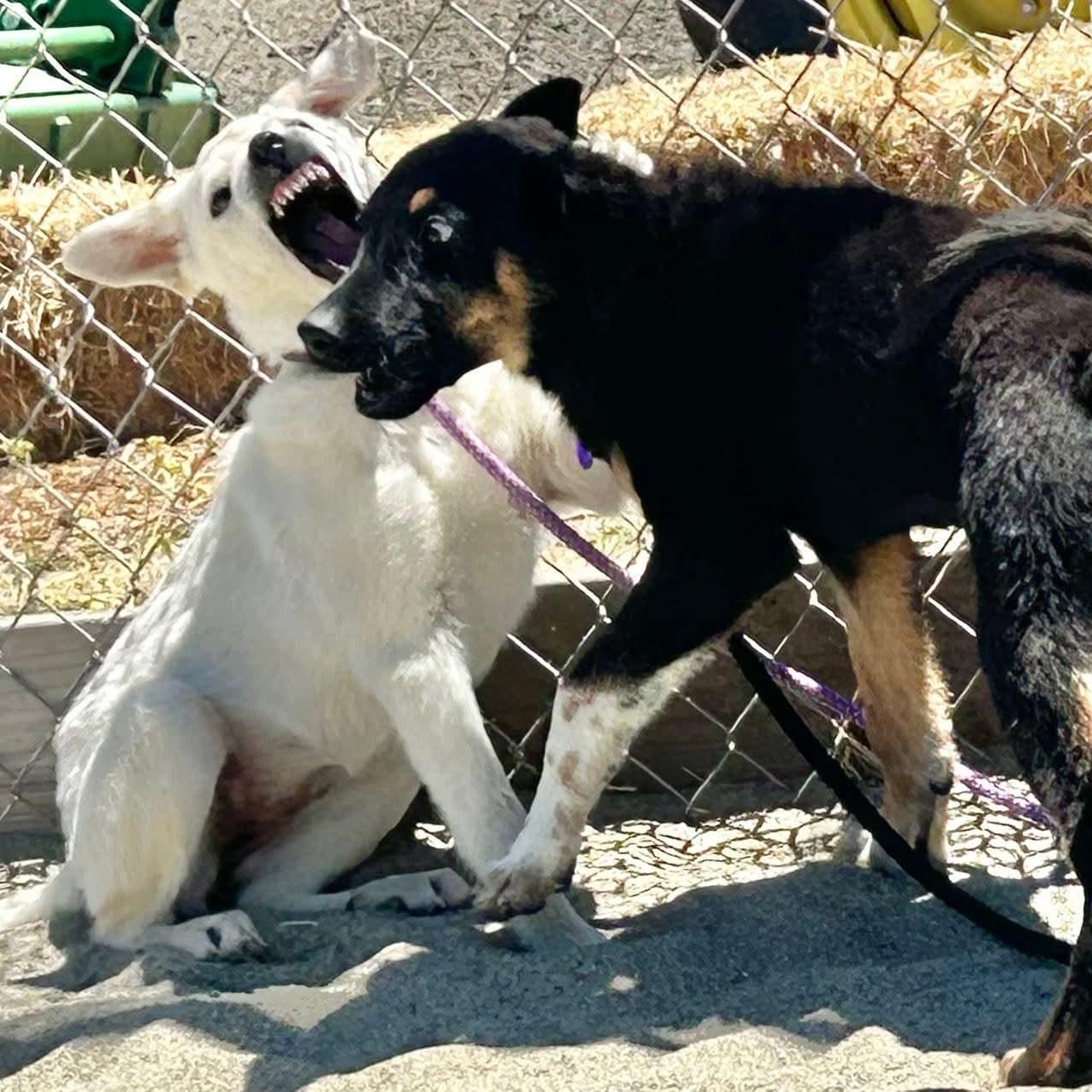 Gecko, a Adoptable mixed breed image 2/5