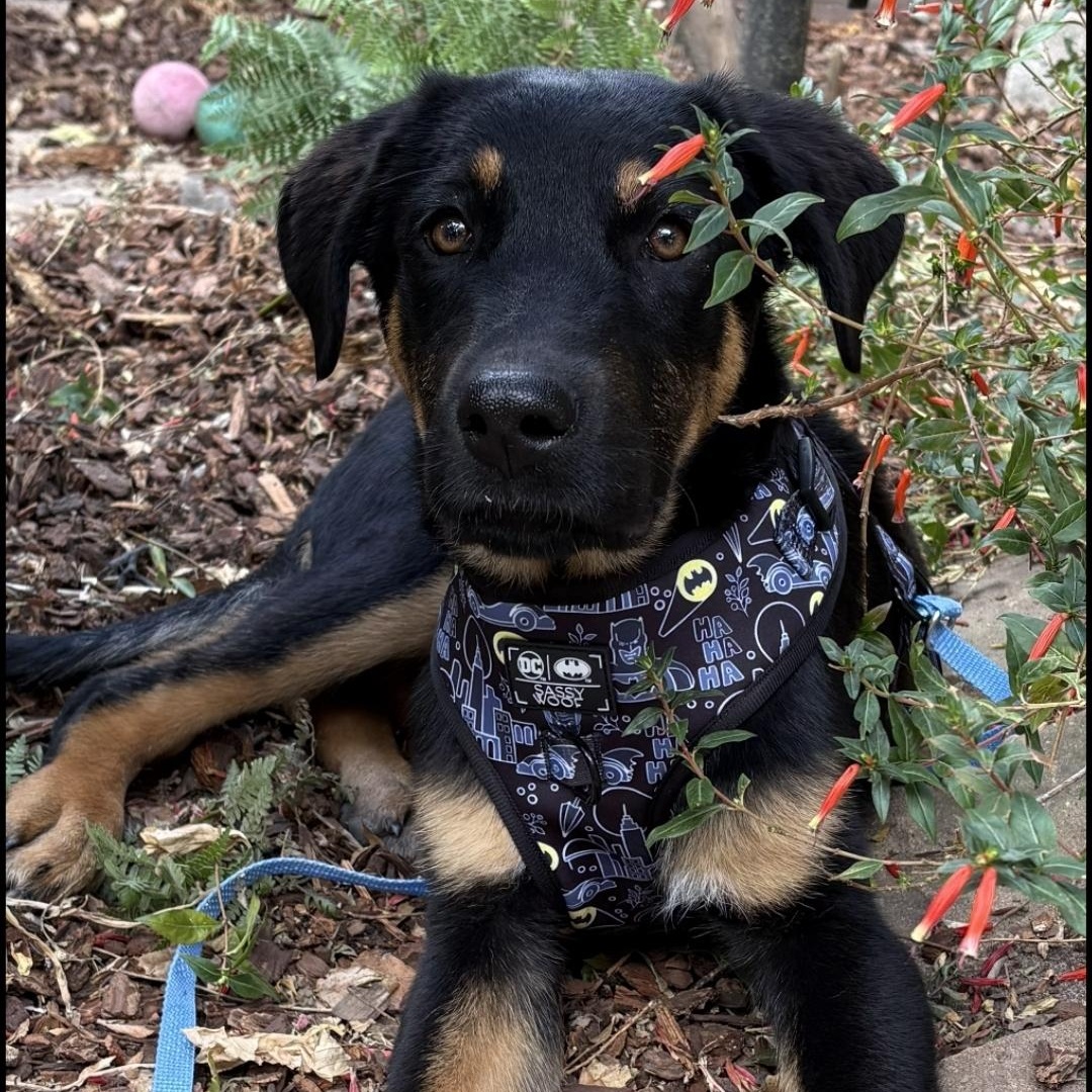 Gecko, a Adoptable mixed breed image 5/5