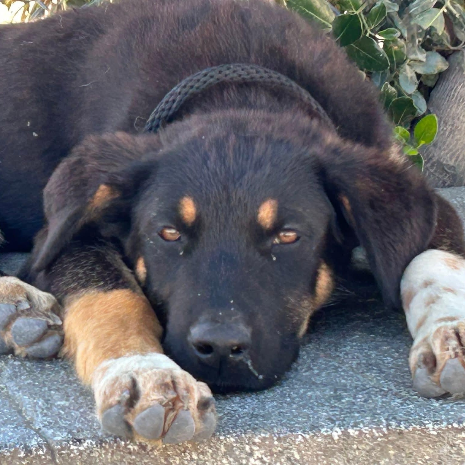Gecko, Adoptable, Young Male German Shepherd Dog & Labrador Retriever.