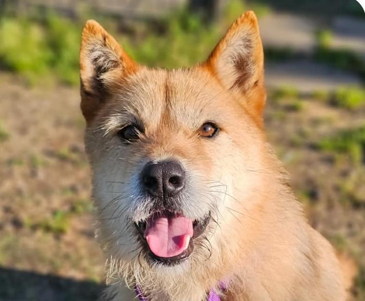 Enlarge Brad, a ADOPTABLE mixed breed in San Francisco, CA image 1/1