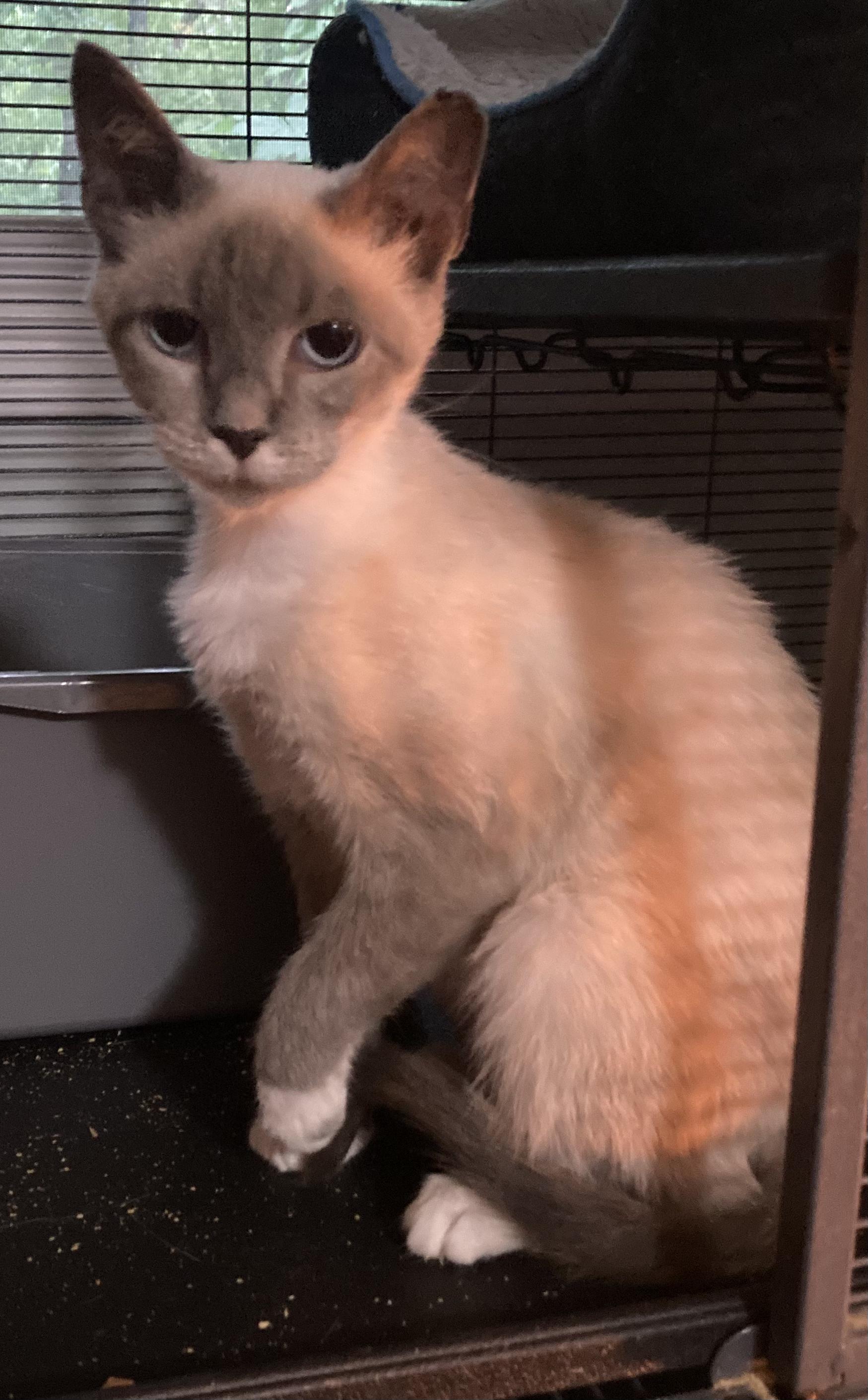 Neve, adopted, Kitten Female Siamese & Snowshoe.