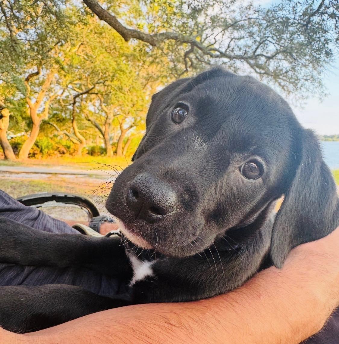 LUKA ….SMART!  PERFECT ADDITION TO A HOME!!!!