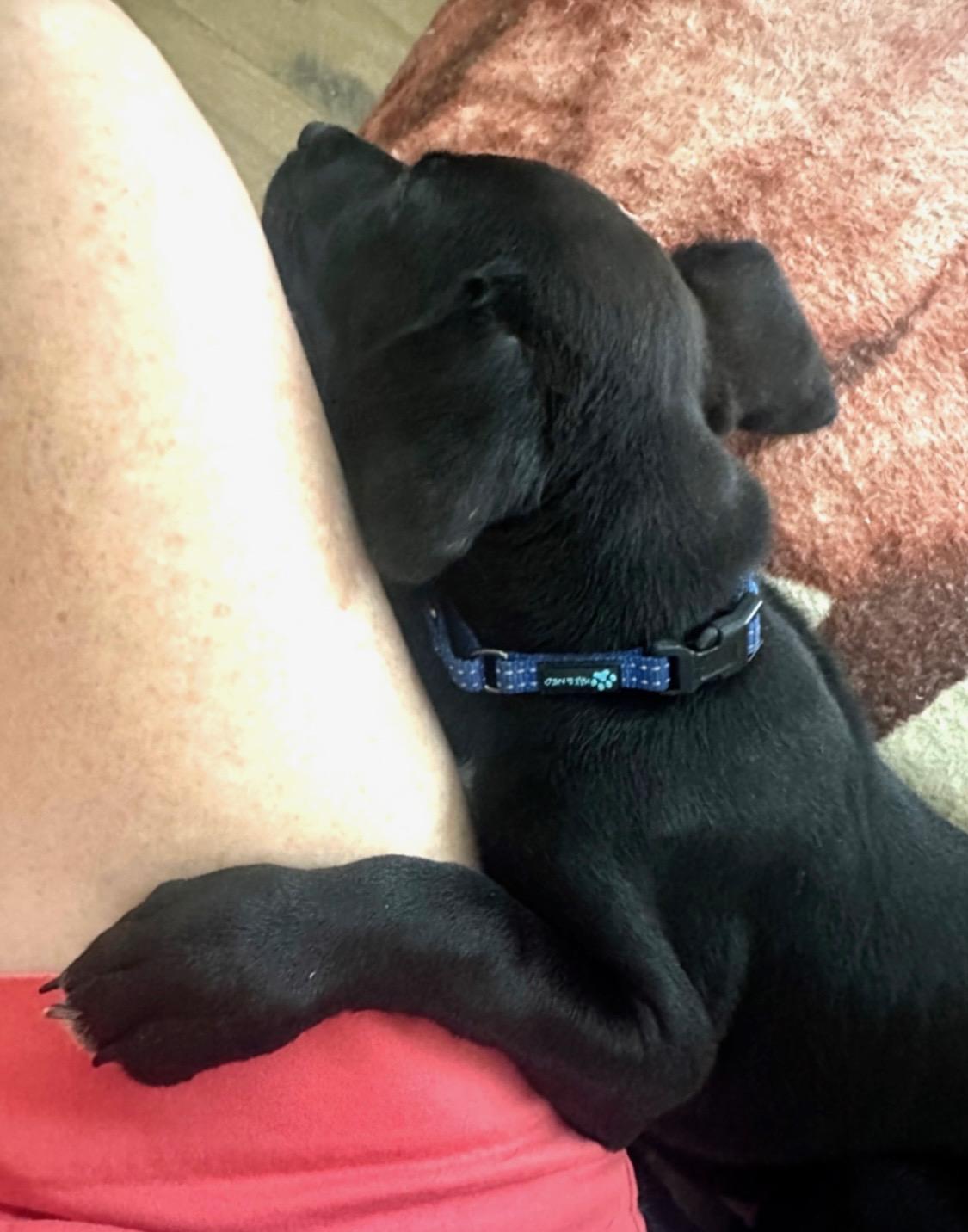 LUKA ….SMART!  PERFECT ADDITION TO A HOME!!!!