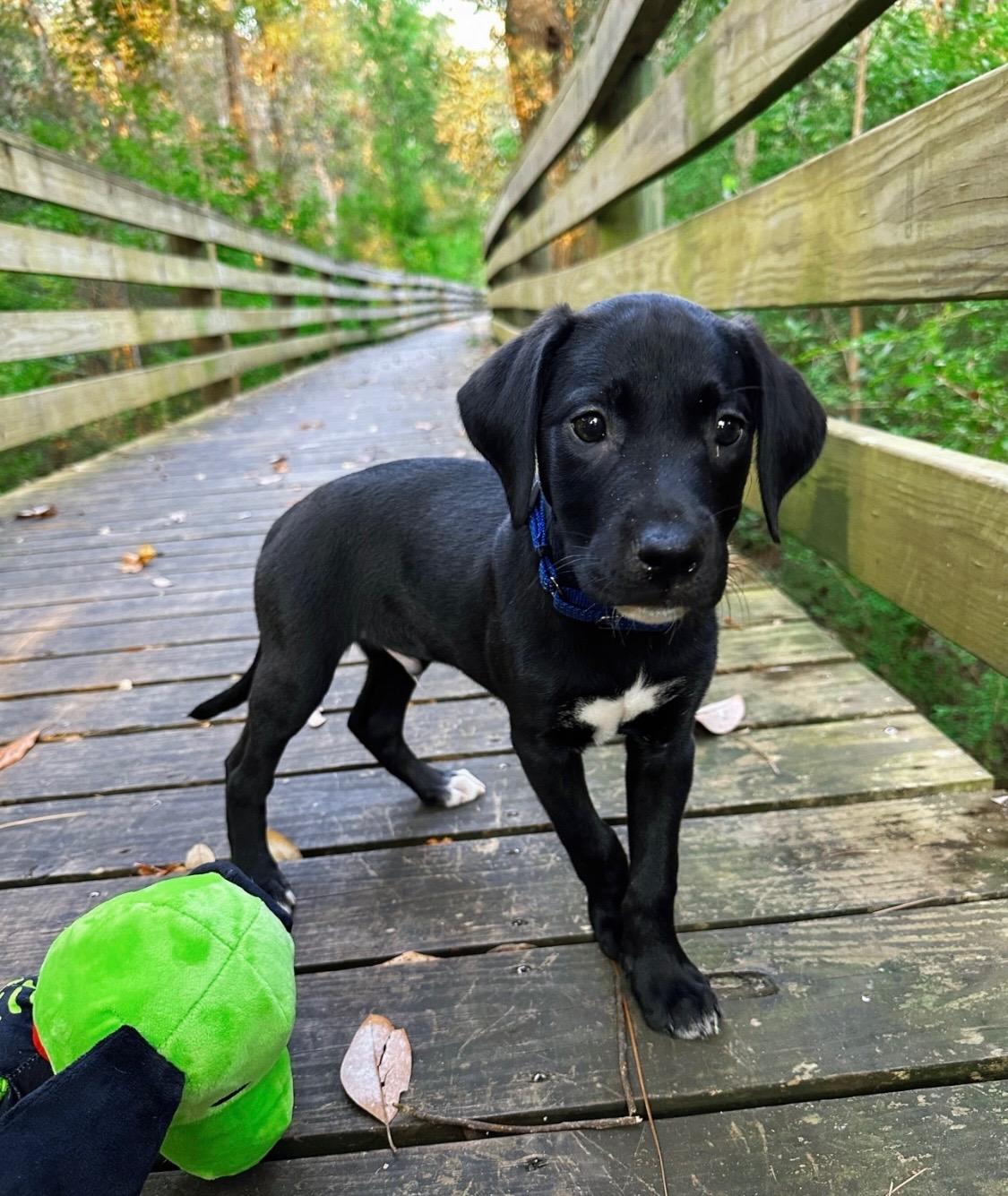 LUKA ….SMART!  PERFECT ADDITION TO A HOME!!!!