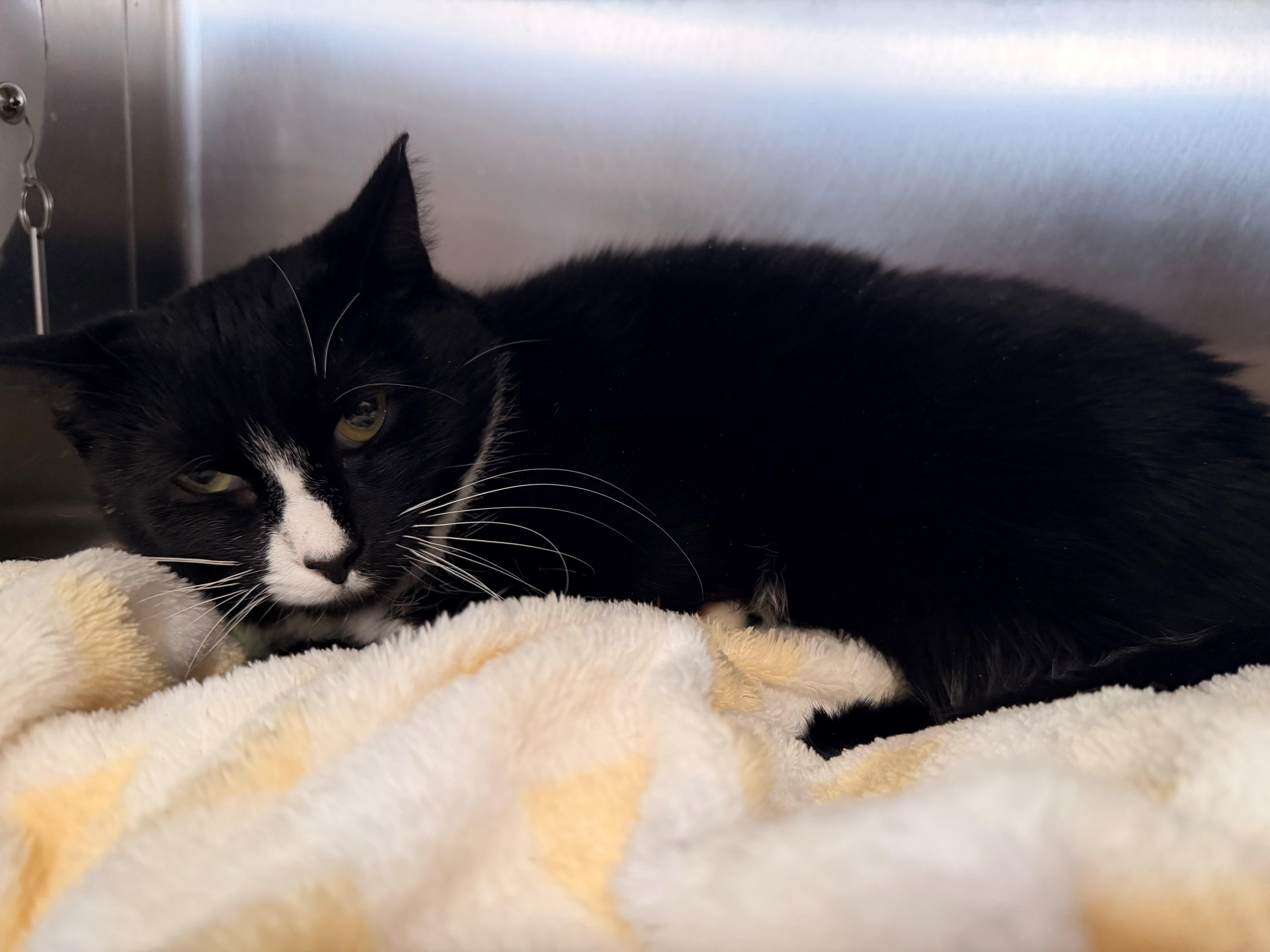 Enlarge Willow, a Adoptable Domestic Short Hair in Westerly, RI image 2/2