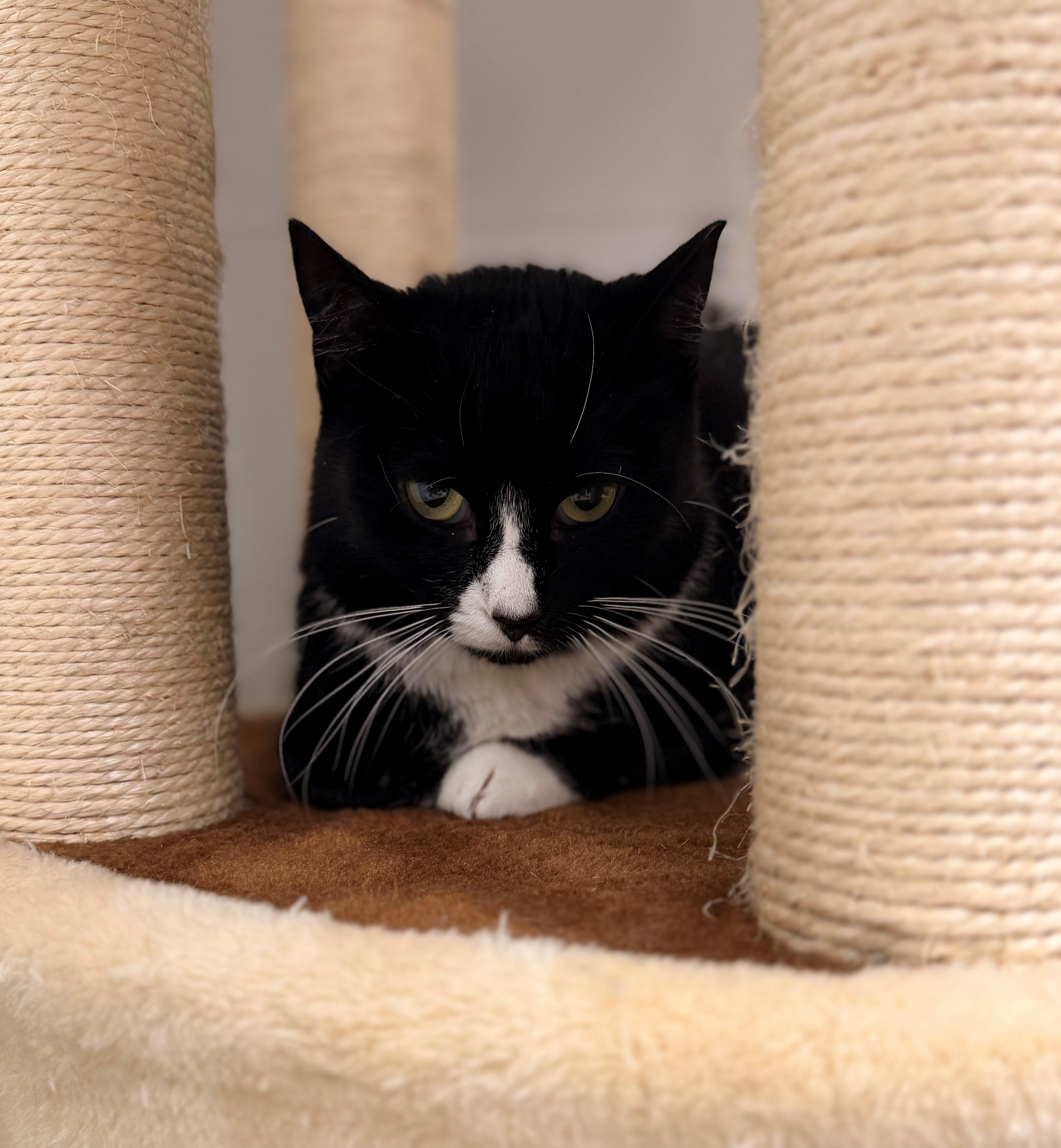 Willow, Adoptable, Adult Female Domestic Short Hair.