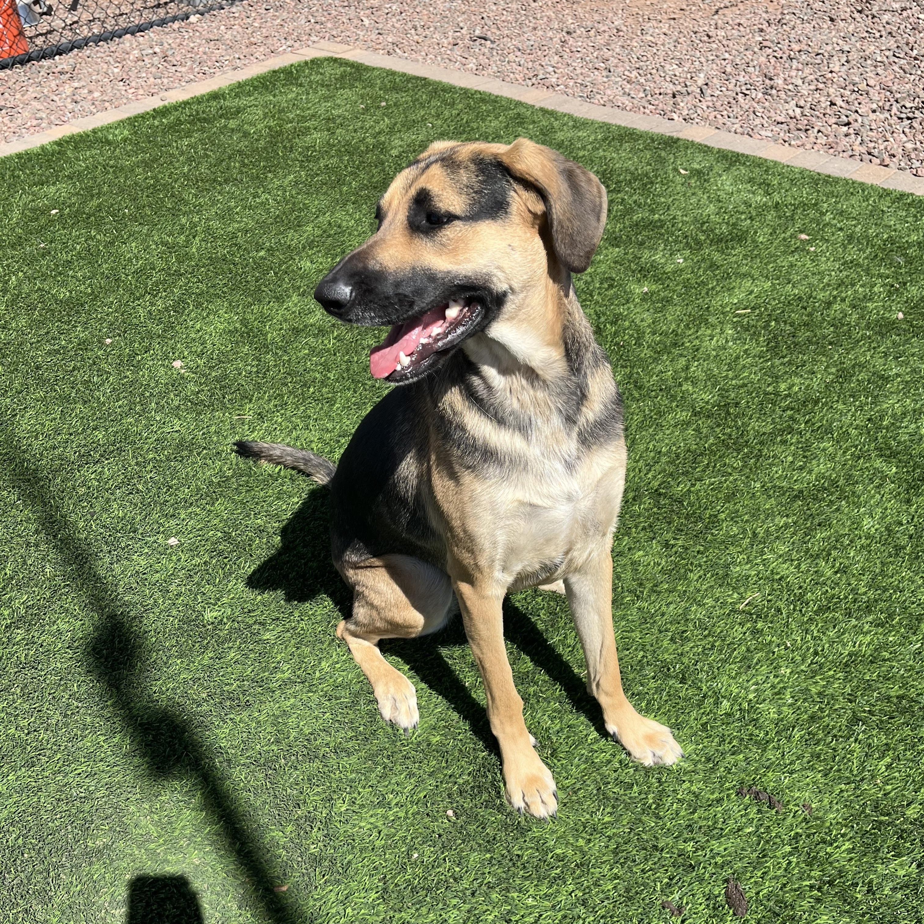 Mayzee, adopted, Young Female German Shepherd Dog & Labrador Retriever.