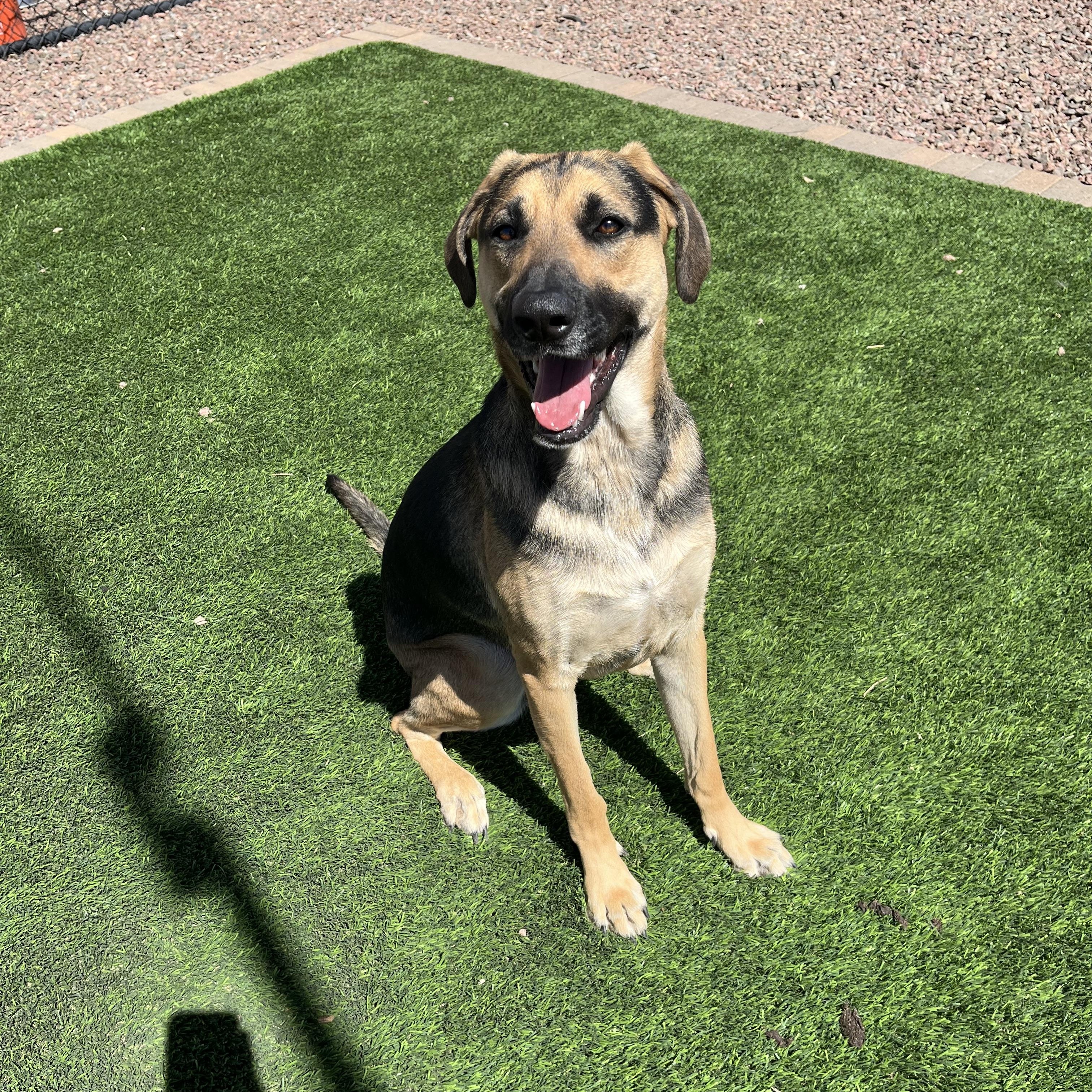 Enlarge Mayzee, an adopted mixed breed in Washington, UT image 2/2