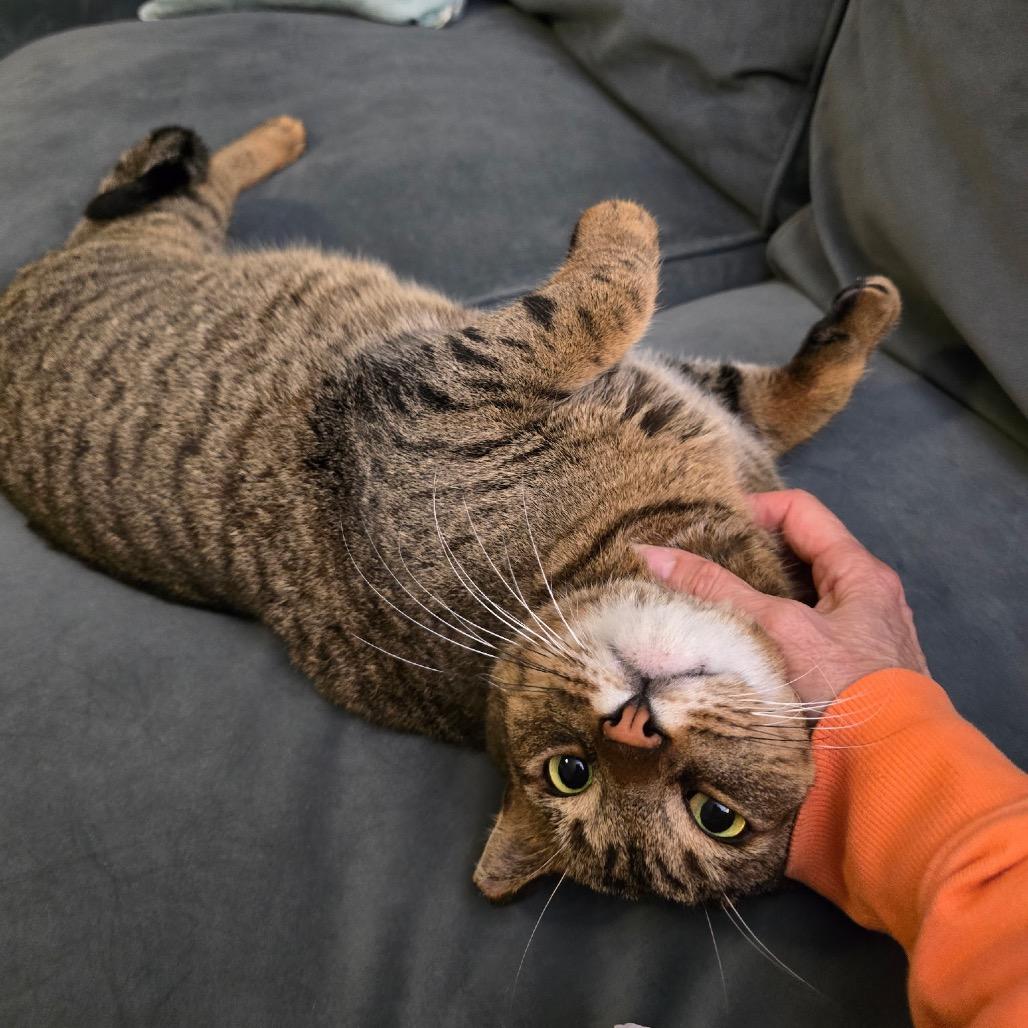 Mark, Adoptable, Adult Male Domestic Short Hair.