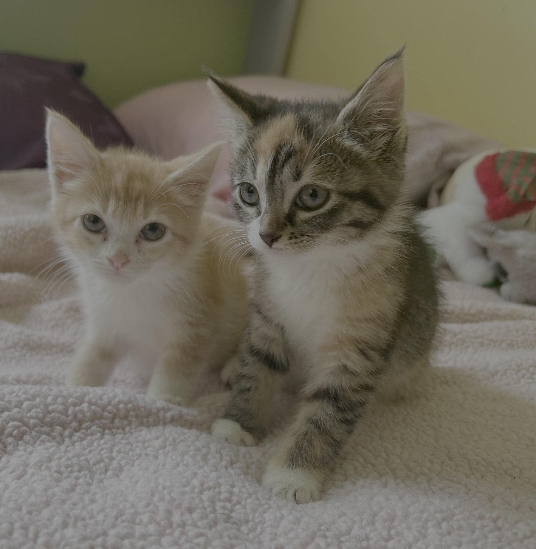 Phineas and Isabella, Baby Female Domestic Short Hair