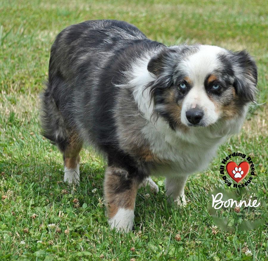Bonnie, Adult Female unknown