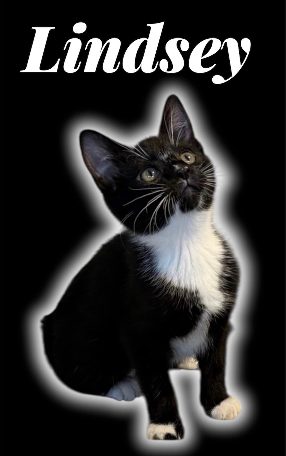 Enlarge Lindsey, a ADOPTABLE Domestic Short Hair in Auburn, CA image 1/1
