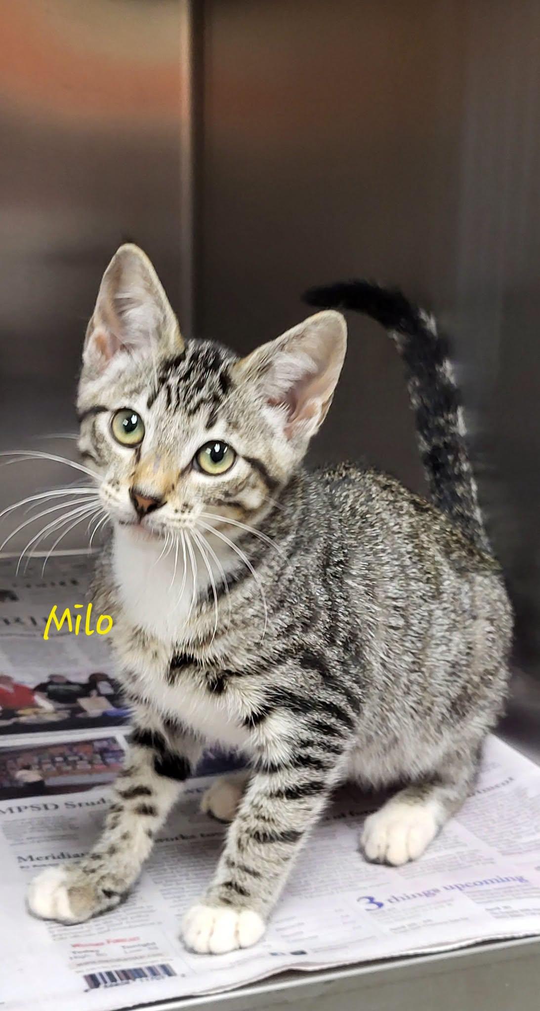 Enlarge Milo, an adopted Domestic Short Hair in Marion, MS image 1/1