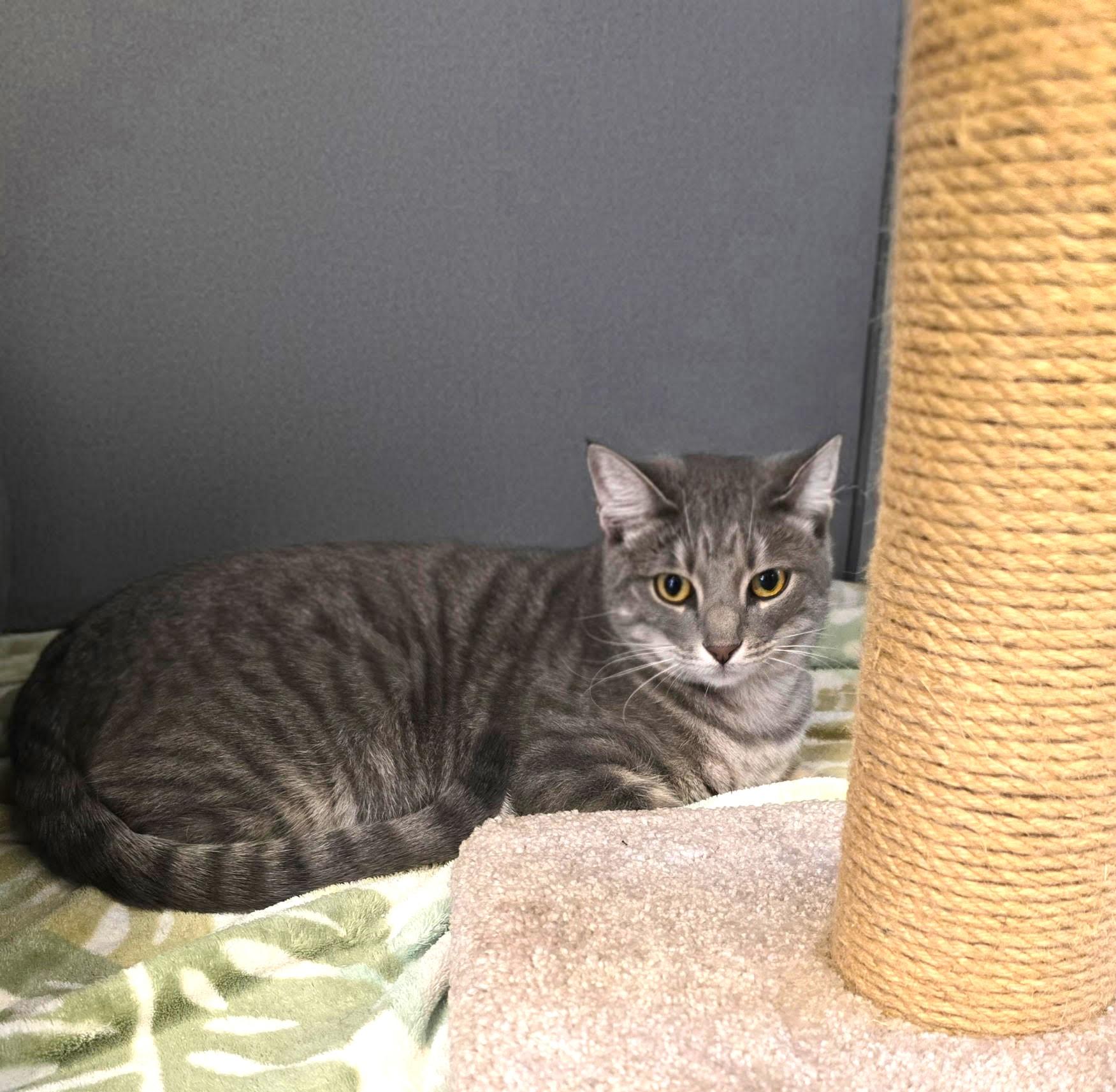 Enlarge Angelina , a Adoptable Tabby in Glendale, AZ image 1/2