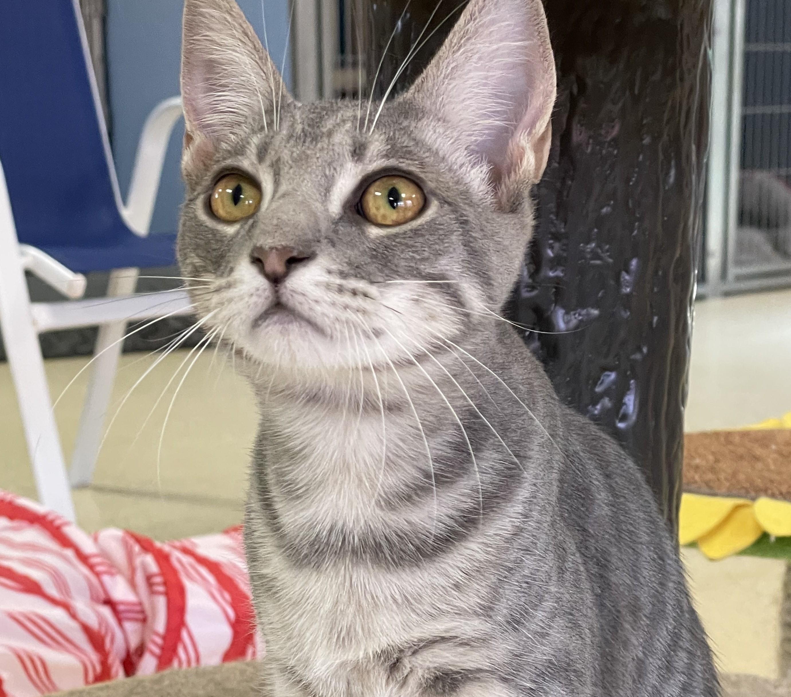 Enlarge Angelina , a Adoptable Tabby in Glendale, AZ image 2/2