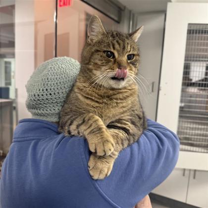 Enlarge Buddy, a hold American Bobtail in Hilliard, OH image 1/2