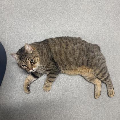 Enlarge Buddy, a hold American Bobtail in Hilliard, OH image 2/2