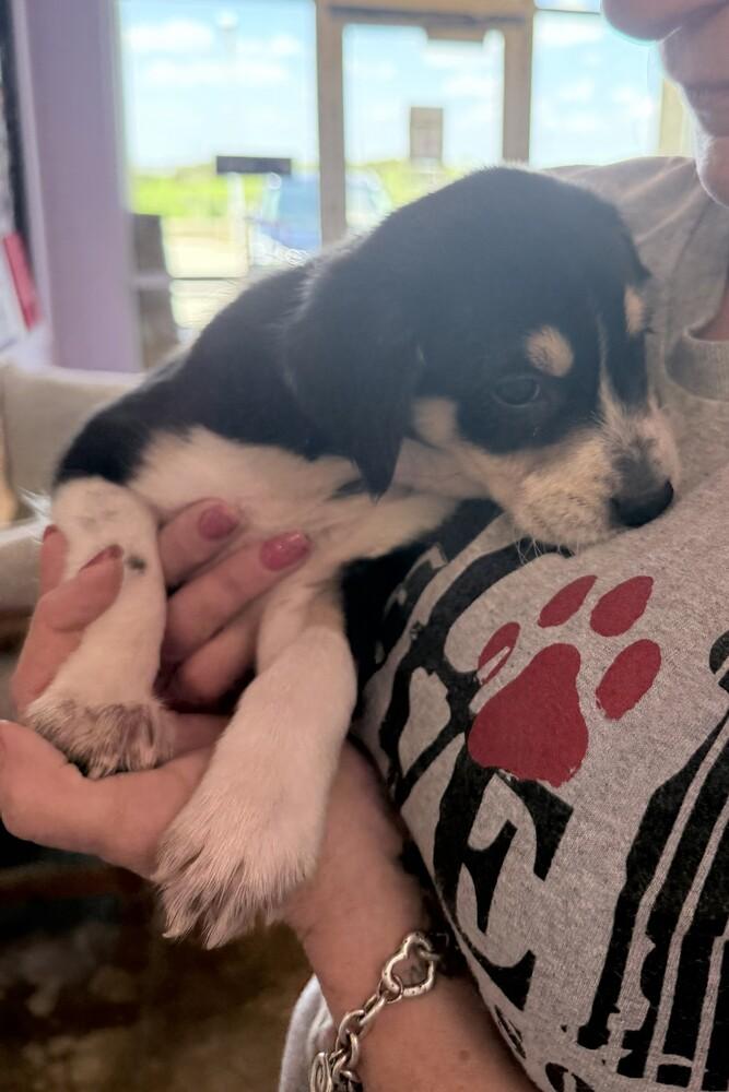 Neptune, Adoptable, Puppy Female Labrador Retriever.