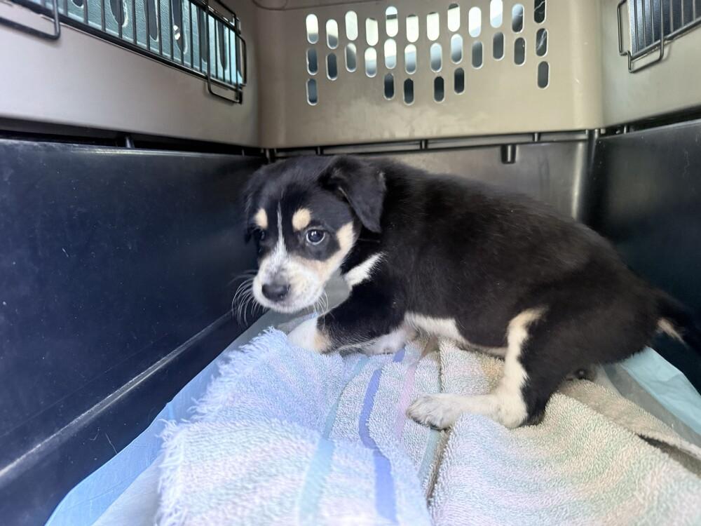 Enlarge Neptune, a Adoptable mixed breed in Lockhart, TX image 3/6