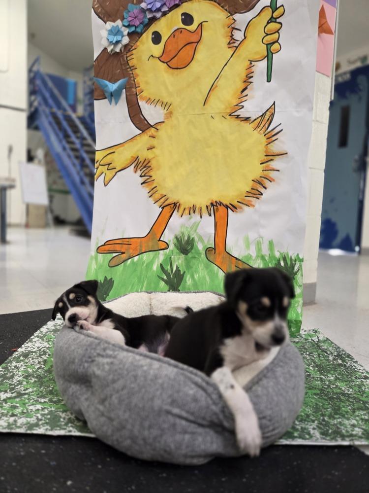 Enlarge Neptune, a Adoptable mixed breed in Lockhart, TX image 5/6